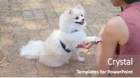  Presentation with snack - Slide set consisting of korean snacks - pomeranian dog waiting for snack background and a coral colored foreground