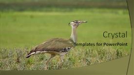  Presentation with natural - Amazing slides having kori-bustard-ardeotis-kori-against backdrop and a gold colored foreground