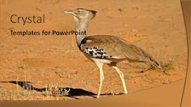  Presentation with south africa - Cool new presentation theme with kori-bustard-ardeotis-kori backdrop and a gold colored foreground