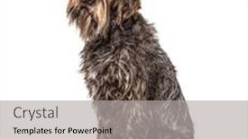  Presentation with dog - Beautiful slide deck featuring korthals-dog-sitting-in-front backdrop and a light gray colored foreground