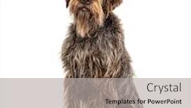  Presentation with dog - Slide deck consisting of korthals-griffon-dog-isolated background and a light gray colored foreground