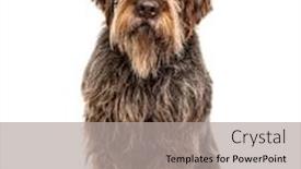  Presentation with dog - Theme having korthals-griffon-dog-isolated background and a light gray colored foreground