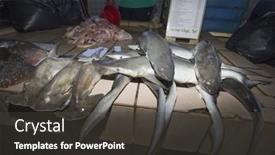  Presentation with environmental - Slide set with kota-kinabalu-malaysia-may-17 background and a dark gray colored foreground