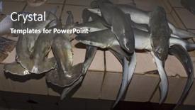  Presentation with environmental - Colorful presentation design enhanced with kota-kinabalu-malaysia-may-17 backdrop and a dark gray colored foreground