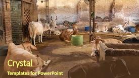  Presentation with hindu - Colorful PPT theme enhanced with krishna - cows in goshala - protective backdrop and a tawny brown colored foreground