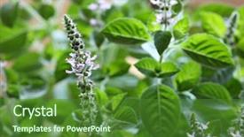  Presentation with holy - Audience pleasing PPT theme consisting of krishna - holy basil flowers backdrop and a forest green colored foreground