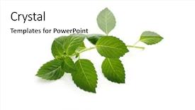  Presentation with krishna - Beautiful PPT theme featuring krishna - holy basil backdrop and a white colored foreground