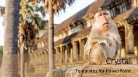  Presentation with monkey - Amazing slide deck having krishna - monkey portrait angkor wat cambodia backdrop and a coral colored foreground