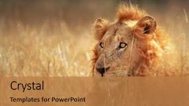  Presentation with male lion - Theme enhanced with kruger national park - south africa background and a coral colored foreground