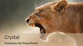  Presentation with kruger - Presentation design enhanced with kruger national park - south africa background and a coral colored foreground