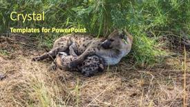  Presentation with kruger - Beautiful presentation theme featuring kruger national park south africa the spotty hyena feeds with the milk her puppy backdrop and a tawny brown colored foreground