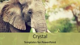  Presentation with eco park - Amazing presentation having kruger national park south africa backdrop and a yellow colored foreground