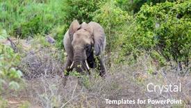  Presentation with africa tourism - Audience pleasing slides consisting of kruger-park-huge-african-elephant backdrop and a gray colored foreground