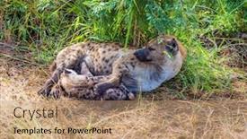  Presentation with newborn babies - Colorful theme enhanced with kruger-park-hyena-spotted-feeds backdrop and a coral colored foreground