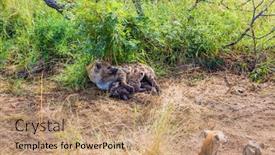  Presentation with newborn babies - PPT theme enhanced with kruger-park-hyena-spotted-feeds background and a coral colored foreground