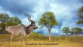  Presentation with south africa - Beautiful presentation design featuring kruger-park-south-africa backdrop and a gold colored foreground