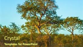  Presentation with savanna - Presentation design enhanced with kruger-park-sunset-african background and a tawny brown colored foreground