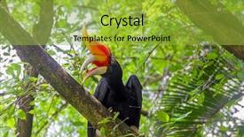  Presentation with bird - Amazing PPT theme having kuala lumpur backgrounds - hornbill bird on green natural backdrop and a yellow colored foreground