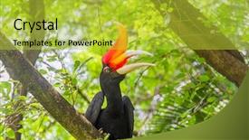  Presentation with bird - PPT theme enhanced with kuala lumpur backgrounds - hornbill bird on green natural background and a yellow colored foreground