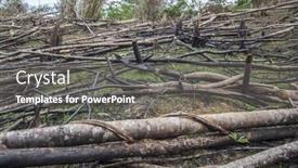  Presentation with oil palm plantation - 