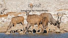  Presentation with national - Colorful slide set enhanced with kudu-antelopes-tragelaphus-strepsiceros backdrop and a soft green colored foreground