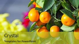  Presentation with chinese new year firecrackers - Presentation theme having kumquat for chinese new year background and a  colored foreground