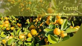  Presentation with fruit tree - PPT layouts consisting of kumquat-fruit-fortunella-margarita-kumquats background and a tawny brown colored foreground