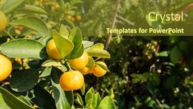  Presentation with fruit tree - Presentation design having kumquat-fruit-fortunella-margarita-kumquats background and a tawny brown colored foreground