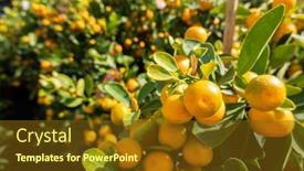  Presentation with fruit tree - Amazing slide set having kumquat-fruit-fortunella-margarita-kumquats backdrop and a tawny brown colored foreground