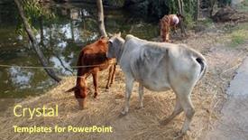  Presentation with village india - 