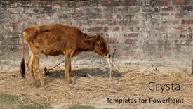  Presentation with village india - 