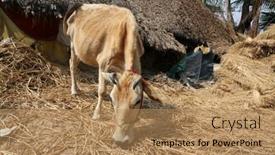  Presentation with village india - 