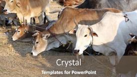  Presentation with village india - 