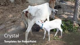  Presentation with village india - Slide deck consisting of kumrokhali-india-february-13-young background and a gray colored foreground