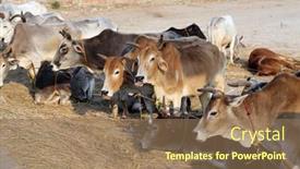  Presentation with village india - Beautiful PPT theme featuring kumrokhali-india-february-13 backdrop and a coral colored foreground