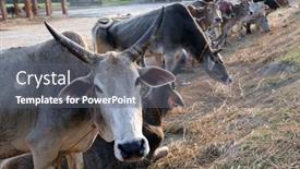  Presentation with village india - Slide set having kumrokhali-india-february-13 background and a gray colored foreground