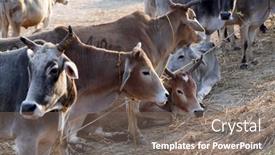  Presentation with village india - Presentation design enhanced with kumrokhali-india-february-13 background and a gray colored foreground