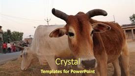  Presentation with village india - Colorful slides enhanced with kumrokhali-india-february-13 backdrop and a tawny brown colored foreground