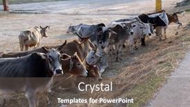  Presentation with village india - Slides consisting of kumrokhali-india-february-13 background and a gray colored foreground