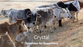  Presentation with village india - PPT theme featuring kumrokhali-india-february-13 background and a gray colored foreground