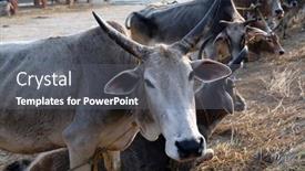  Presentation with village india - Amazing PPT theme having kumrokhali-india-february-13 backdrop and a gray colored foreground