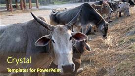  Presentation with village india - Theme enhanced with kumrokhali-india-february-13 background and a tawny brown colored foreground