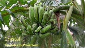  Presentation with banana tree - 