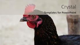  Presentation with west - 