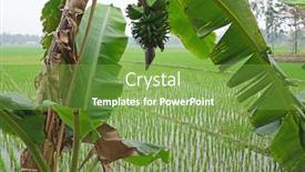  Presentation with banana tree - 