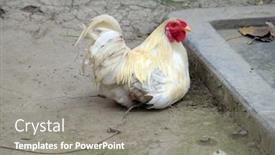  Presentation with west - 