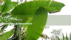  Presentation with banana tree - 