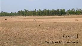  Presentation with rice field - Presentation theme having kumrokhali-india-february-26-2020 background and a coral colored foreground