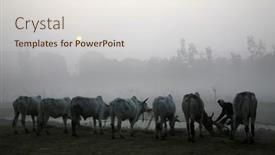  Presentation with misty - 