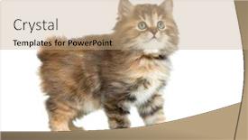  Presentation with kitten - Colorful presentation theme enhanced with kuril-bobtail-tortoiseshell-coat-coloring backdrop and a coral colored foreground